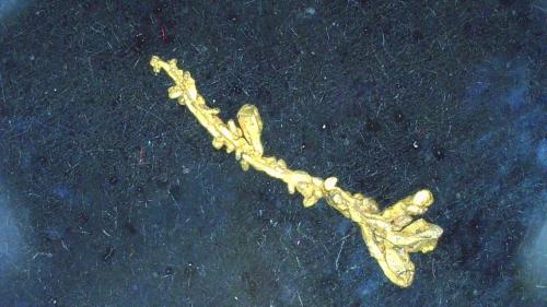 Gold<br />Wau Mine, Wau, Highlands, Morobe Province, Papua New Guinea<br />0,6 x 0,1 mm<br /> (Author: Volkmar Stingl)