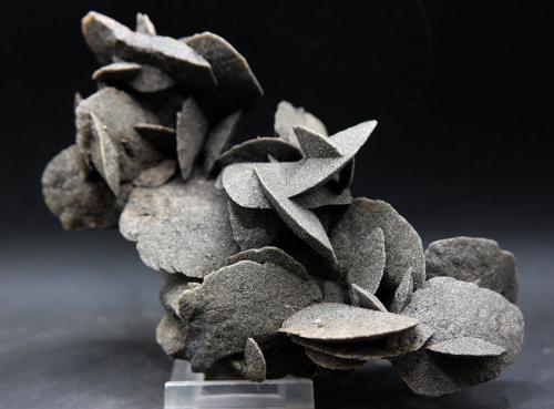 Rosa de Yeso<br />Bahía de Paracas, Distrito Paracas, Provincia Pisco, Departamento Ica, Perú<br />15.5 x 9 cm<br /> (Autor: Pedro Antonio)