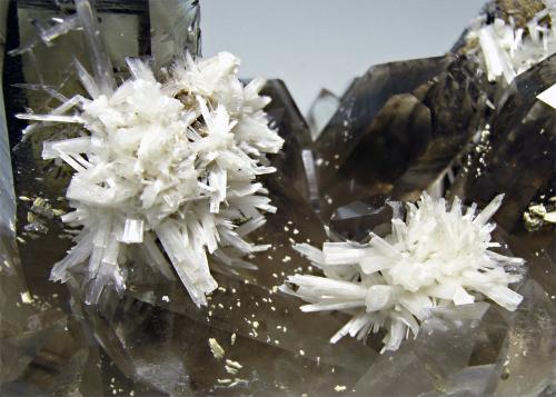 Bertrandite on Quartz (variety smoky)<br />Kara-Oba area, Betpak-Dala (Bet-Pak-Dala) Desert, Karaganda Region, Kazakhstan<br />main crystal: 1 × 0.2 cm<br /> (Author: Jordi Fabre)