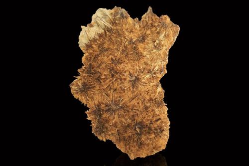 Astrophyllite<br />Marshenka Quarry, Marshenka Peak, Khibiny Massif, Kola Peninsula, Murmanskaja Oblast, Northern Region, Russia<br />23 x 18 x 10 cm / main crystal: 2.5 cm.<br /> (Author: MIM Museum)