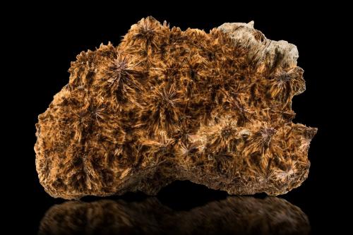 Astrophyllite<br />Marshenka Quarry, Marshenka Peak, Khibiny Massif, Kola Peninsula, Murmanskaja Oblast, Northern Region, Russia<br />23 x 18 x 10 cm / main crystal: 2.5 cm.<br /> (Author: MIM Museum)