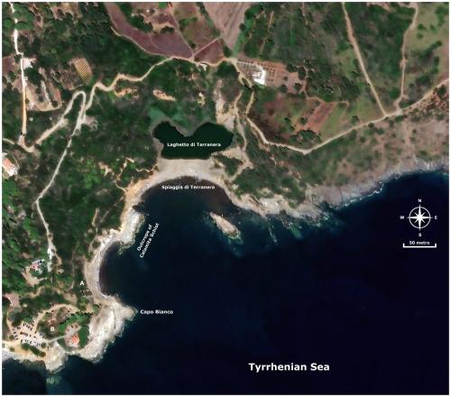 AERIAL PHOTOGRAPH – TERRANERA MINE SITE

This aerial view captures a vibrant tableau of East Elba’s coastline, a place where the echoes of a laborious industrial past now serve as a dramatic backdrop to modern leisure. The landscape is dominated by two key tourist landmarks: the shimmering, dark waters of Laghetto di Terranera, a small coastal lake, and the adjacent Spiaggia di Terranera, its shoreline a lively mosaic of colourful umbrellas and the joyful activity of sunbathers enjoying the Tyrrhenian Sea.

Beneath this idyllic scene, a deeper history is etched into the very rock and soil. At the location marked “A,” the skeletal remains of a structure from the island’s mining era stand as a silent testament to a bygone age. The dilapidated steel frame and decaying brick walls, spectral remnants of a bygone industry, loom over the water. Below them, a solitary stone foundation, a testament to the structure’s original footprint, juts into the sea. Its stones, once a firm base, are now worn smooth by the ceaseless caress of the waves, a quiet sentinel marking the inexorable passage of time. Further inland, the subtle depression highlighted at “B” marks a portion of the former Capo Bianco mine. This great wound in the earth has long since been filled and secured, a scar healed over by time and reclamation efforts, leaving only a gentle concavity in the terrain to hint at the excavation that once took place.

The geological narrative of this coastline is written in the dramatic contrast of its rock formations. The foundational rock is dark, layered Schist, which provides a somber canvas for the intrusions that give the area its mineral wealth. Cutting through this ancient metamorphic rock are dykes of upper Miocene leucogranites —intrusive veins of pale, crystalline igneous rock that forced their way up from the Earth’s mantle. These bright granitic fingers are prominent from the area just north of Capo Bianco, sweeping northwards, and re-emerging dramatically as a major outcrop that breaks the sea’s surface approximately 100 metres from the Cape itself. Adjacent to these outcrops are lenses of mylonite marble.

This very geological intrusion is the source of the region’s famed Iron. The mineralization presents itself in two distinct patterns. At the site of the Capo Bianco mine, the valuable ores were concentrated in a dense, egg-shaped pod, a geological prize that was vigorously exploited. A more extensive and visually striking formation traces a vast, horse-shoe shaped halo around the Laghetto di Terranera. This rust-coloured band of mineralization, approximately 50 metres in width, follows the western and eastern shorelines of the lake and beyond, a tell-tale stain revealing the rich deposits of iron that once made this stunning coastline a centre of intense industrial labour. (Author: silvia)