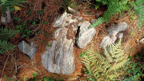 Bloque de granulita en los alrededores del mirador que presenta un bandeado composicional paralelo a la esquistosidad muy marcado y donde pueden observarse bien los granates típicos de estas rocas. (Autor: supertxango)