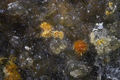 Karibibita<br />Mina Alcantarilla, Encinilla Baja-Ventosilla, Belalcázar, Comarca Los Pedroches, Córdoba, Andalucía, España<br />Campo de visión de  1 mm.<br /> (Autor: Antonio Carmona)