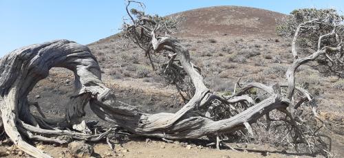 Sabina de El Hierro.
La sabina es un enebro (Juniperus phoenicea) típico de la isla de El Hierro. La forma retorcida de este árbol es el resultado de la acción constante de los fuertes vientos alisios que azotan la zona. (Autor: Foro FMF)
