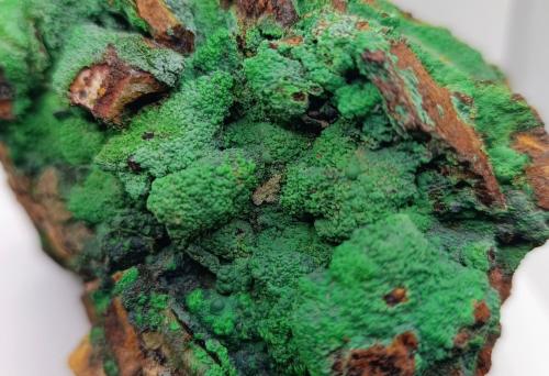 Conicalcita.<br />Calicata Dolores, Pastrana, Mazarrón / Águilas, Comarca Alto Guadalentín, Región de Murcia (Murcia), España<br />12x9 cm<br /> (Autor: AntonioJesus)