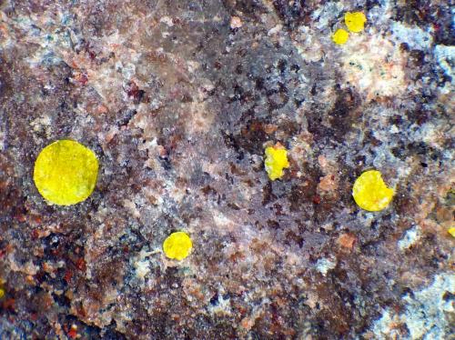 Calcurmolita<br /><br />Glóbulo mayor 1 mm.<br /> (Autor: Antonio P. López)