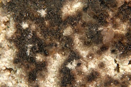 Hydrozincite, Plattnerite, Hemimorphite, Calcite<br />Ojuela Mine, Mapimí, Municipio Mapimí, Durango, Mexico<br />5.8 x 3.9 x 1.8 cm<br /> (Author: Michael Shaw)