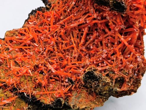 Crocoita.<br />Mina Red Lead, Campo minero Dundas, Distrito Zeehan, Consejo Costa Oeste, Tasmania, Australia<br />10x5 cm<br /> (Autor: AntonioJesus)