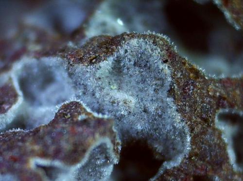 Erionite<br />Pauliberg Hill, Markt Sankt Martin, District Oberpullendorf, Burgenland, Austria<br />1,5 x 1 cm<br /> (Author: Volkmar Stingl)