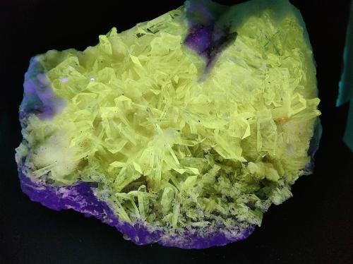 Ejemplar bajo luz UV (392 nm) (Autor: Cesar M. Salvan)