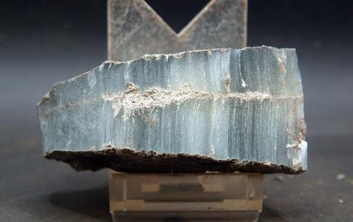 Celestina<br />Agost, Comarca Campo de Alicante, Alicante / Alacant, Comunidad Valenciana / Comunitat Valenciana, España<br />9.5 x 3.5 cm<br /> (Autor: Pedro Antonio)