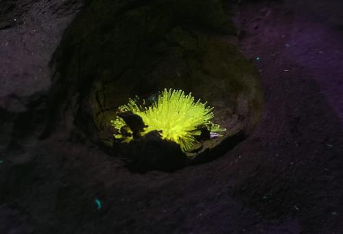 Aragonito<br />La Serna Quarry (La Tinaja Quarry), La Serna, Pantoja, Comarca La Sagra, Toledo, Castilla-La Mancha, Spain<br />grupo  1.8 cm<br /> (Autor: Cesar M. Salvan)