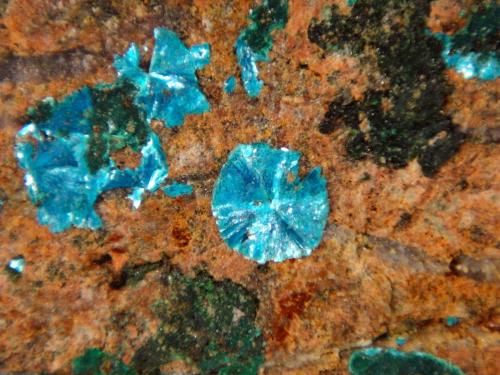 Sampleíta<br />Endeavour 26 ore body; Northparkes Mine, Kennedy County, New South Wales, Australia<br />Campo de visión 3 cm.<br /> (Autor: Antonio P. López)