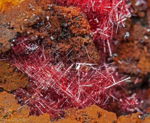 Cuprite (variety chalcotrichite)<br />Mina Copper Queen, Queen Hill, Bisbee, Distrito Warren, Montes Mule, Condado Cochise, Arizona, USA<br />main crystal size: 1.1 × 0.4 cm<br /> (Author: Jordi Fabre)