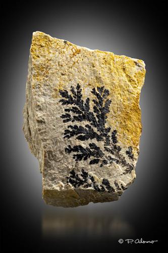 óxidos de hierro o manganeso<br />Mina Mineralogia, El Molar, Comarca Priorat, Tarragona, Cataluña / Catalunya, España<br />5,5 cm x 6,5 cm x 3 cm<br /> (Autor: Pere Alonso)