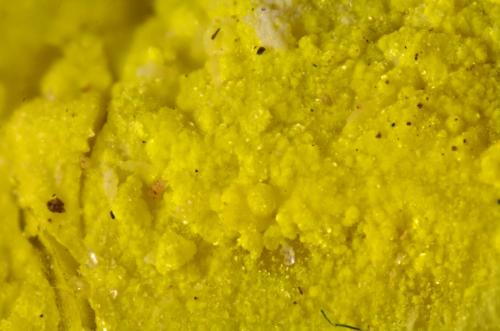 Carnotita<br />Córcoles, Municipio Sacedón, Guadalajara, Castilla-La Mancha, España<br />0.5 cm<br /> (Autor: Cesar M. Salvan)