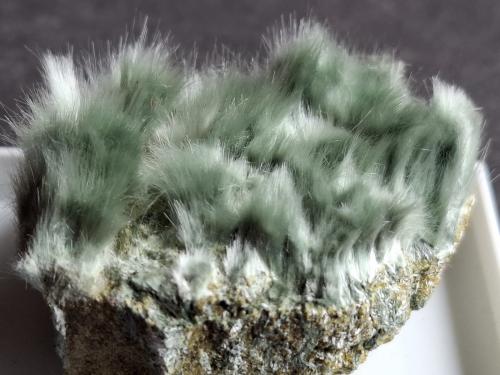 Actinolite (variety byssolite)<br />zona Lago Neves, Lappago, Valle Selva dei Molini, Provincia Trento, Trentino-Alto Adige (Trentino-Südtirol), Italia<br />4 x 3 cm<br /> (Author: Volkmar Stingl)