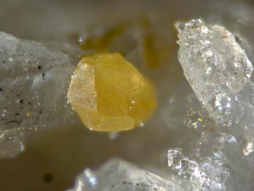 Scheelita<br />Mina Cogolla Alta, Belalcázar, Comarca Los Pedroches, Córdoba, Andalucía, España<br /><br /> (Autor: Cesar M. Salvan)