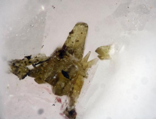 Austinita<br />Mina Cogolla Alta, Belalcázar, Comarca Los Pedroches, Córdoba, Andalucía, España<br />Cristal 1 mm<br /> (Autor: Cesar M. Salvan)