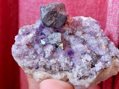 Galena y Fluorita<br />Blackdene Mine, Ireshopeburn, Weardale, North Pennines Orefield, County Durham, England / United Kingdom<br />Cristal 1.7 cm<br /> (Autor: Cesar M. Salvan)