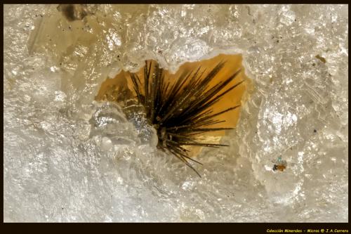 Millerita<br />Sasso delle Lucine, Montese, Provincia Módena, Emilia-Romagna, Italia<br />FoV: 1,2 x 0,7 mm<br /> (Autor: Jose Angel Carrero)
