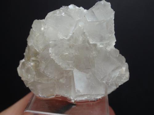 Fluorita<br />Mina San Camilo, Vista Alegre, Cartagena, Comarca Campo de Cartagena, Región de Murcia (Murcia), España<br />40x20 mm<br /> (Autor: Ignacio)