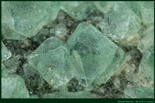 Fluorita<br />Pedrera Berta, Turó Can Domènech, Serra Roques Blanques, Sant Cugat del Vallès-El Papiol, Comarca Vallès Occidental / Baix Llobregat, Barcelona, Cataluña / Catalunya, España<br />FoV: 3 x 2 mm<br /> (Autor: Jose Angel Carrero)