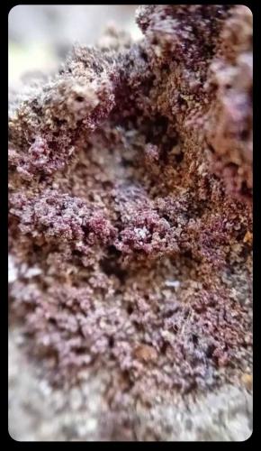 Coquimbite<br />Cráter La Fossa, Isla Vulcano, Islas Eolias, Lípari, Provincia Messina, Sicilia, Italia<br /><br /> (Author: mineralenzo)