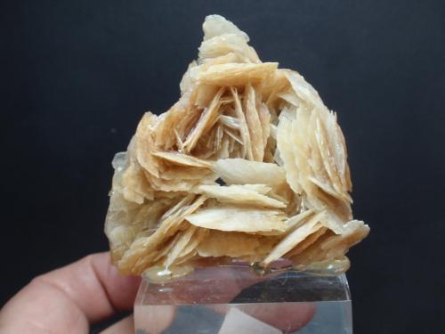 Barita<br />Eugenia Mine, Cabezo San Julián, Cartagena, Comarca Campo de Cartagena, Region of Murcia (Murcia), Spain<br />60x60 mm<br /> (Autor: Ignacio)
