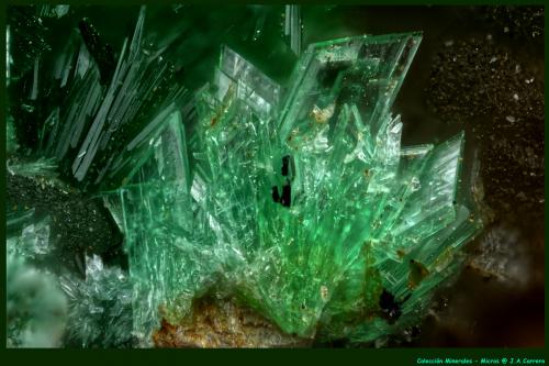 Annabergita<br />Km-3 Mine, Lavrion, Lavrion Mining District, Attikí (Attica) Prefecture, Greece<br />FoV: 1,2 x 0,8 mm<br /> (Autor: Jose Angel Carrero)