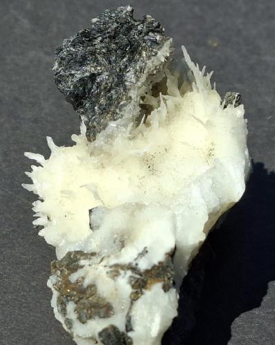 Aragonite (variety Flos Ferri)<br />Pfunds, Landeck District, Tyrol/Tirol, Austria<br />6 x 4 cm<br /> (Author: Volkmar Stingl)
