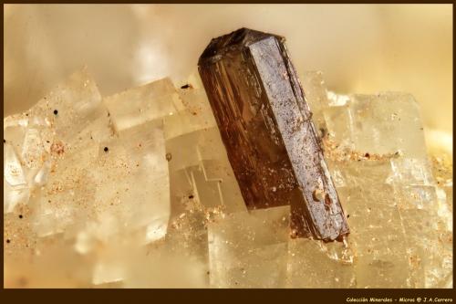 Allanita-(Ce)<br />Trimouns Mine, Luzenac, Haute-Ariège, Foix, Ariège Department, Occitanie, France<br />FoV: 1,5 x 0,9 mm<br /> (Autor: Jose Angel Carrero)