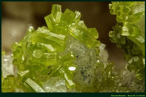Piromorfita<br />Daoping Mine, Gongcheng, Guilin Prefecture, Guangxi Zhuang Autonomous Region, China<br />FoV: 4 x 3 mm<br /> (Autor: Jose Angel Carrero)