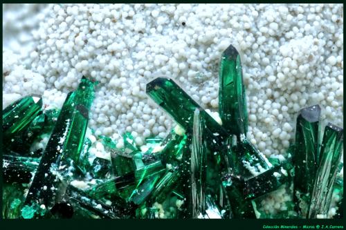Atacamita, Halloysita<br />La Farola Mine, Cerro Pintado, Las Pintadas District, Tierra Amarilla, Copiapó Province, Atacama Region, Chile<br />FoV: 3 x 2 mm<br /> (Autor: Jose Angel Carrero)