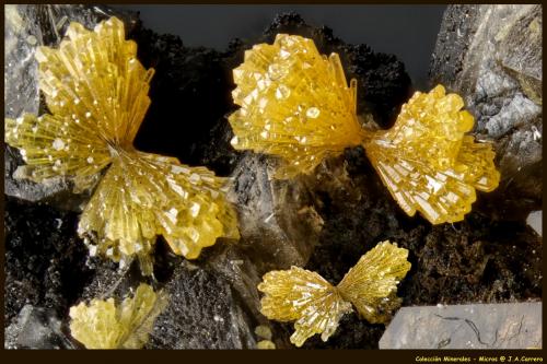 Mimetita<br />Mina San Antonio (Mina San Antonio el Grande), Campo Este, Distrito Santa Eulalia, Municipio Aquiles Serdán, Chihuahua, México<br />FoV: 3 x 2 mm<br /> (Autor: Jose Angel Carrero)