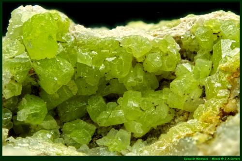 Piromorfita<br />Mina San Andrés, Espiel, Comarca Valle del Guadiato, Córdoba, Andalucía, España<br />FoV: 7 x 4,5 mm<br /> (Autor: Jose Angel Carrero)
