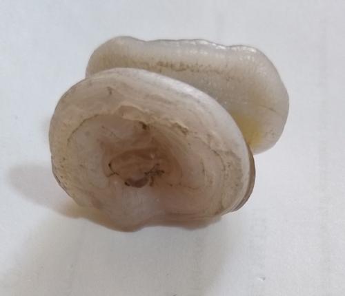 Quartz (variety chalcedony)<br />Chihuahua, Mexico<br />2cm x 2 cm x 2cm<br /> (Author: James Catmur)