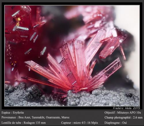 Erythrite<br />Aghbar Mine (Arhbar Mine), Bou Azzer mining district, Zagora Province, Drâa-Tafilalet Region, Morocco<br />fov 2.6 mm<br /> (Author: ploum)