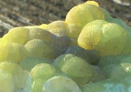 Wavellite<br />National Limestone Quarry#2, Lime Ridge, Mount Pleasant Mills, Perry Township, Snyder County, Pennsylvania, USA<br />3.9cm x 2.3cm x 1.3cm<br /> (Author: steven calamuci)