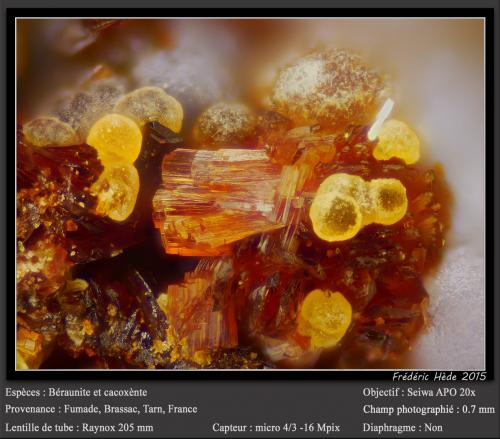 Beraunite and Cacoxenite<br />Fumade, Castelnau-de-Brassac, Tarn, Occitanie, France<br />fov 0.7 mm<br /> (Author: ploum)