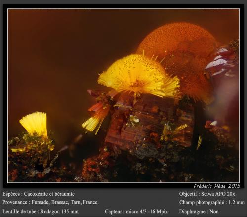 Cacoxenite and Beraunite<br />Fumade, Castelnau-de-Brassac, Tarn, Occitanie, France<br />fov 0.9 mm<br /> (Author: ploum)