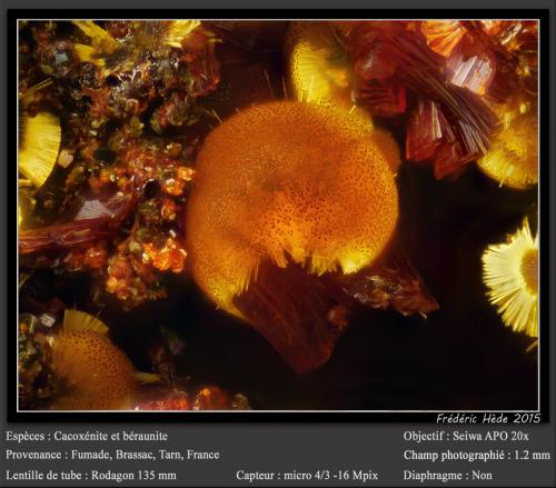 Cacoxenite and Beraunite<br />Fumade, Castelnau-de-Brassac, Tarn, Occitanie, France<br />fov 0.9 mm<br /> (Author: ploum)