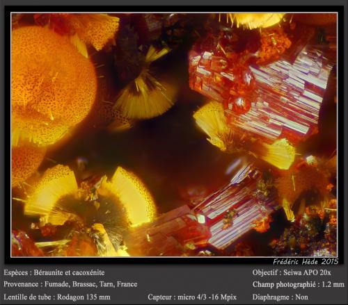 Beraunite and Cacoxenite<br />Fumade, Castelnau-de-Brassac, Tarn, Occitanie, France<br />fov 0.9 mm<br /> (Author: ploum)