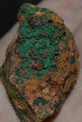 Conicalcita<br />Calicata Dolores, Pastrana, Mazarrón / Águilas, Comarca Alto Guadalentín, Región de Murcia (Murcia), España<br />3 cm x 2,5 cm<br /> (Autor: DPC)