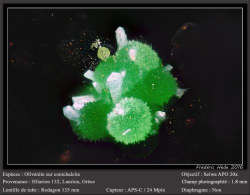 Olivenite and Conichalcite<br />Mina Hilarion, Zona Hilarion, Minas Kamariza, Agios Konstantinos, Distrito minero Lavrion, Prefectura Attikí (Attica), Grecia<br />fov 1.8 mm<br /> (Author: ploum)