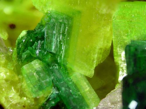 Torbernite+Saléeite<br /><br />FOV 1 cm<br /> (Author: Cesar M. Salvan)