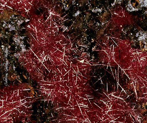 Cuprita (variedad calcotriquita)<br />Minas Ray, Zona Scott Mountain, Distrito Mineral Creek, Montes Dripping Spring, Condado Pinal, Arizona, USA<br />Encuadre de la fotografía 10 mm.<br /> (Autor: Rafael Galiana)