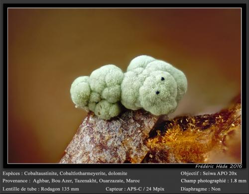 Cobaltaustinite, Cobaltlotharmeyerite, Dolomite<br />Aghbar Mine (Arhbar Mine), Bou Azzer mining district, Zagora Province, Drâa-Tafilalet Region, Morocco<br />fov 1.8 mm<br /> (Author: ploum)