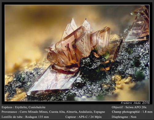 Erythrite with Conichalcite<br />Cerro Minado, Huércal-Overa, Comarca Levante Almeriense, Almería, Andalusia, Spain<br />fov 1.8 mm<br /> (Author: ploum)